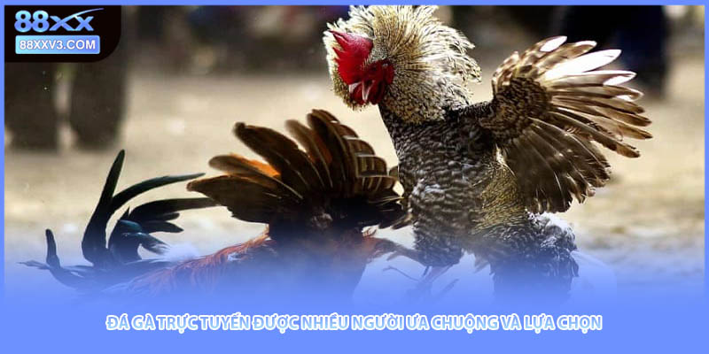 Đá gà trực tuyến được nhiều người ưa chuộng và lựa chọn