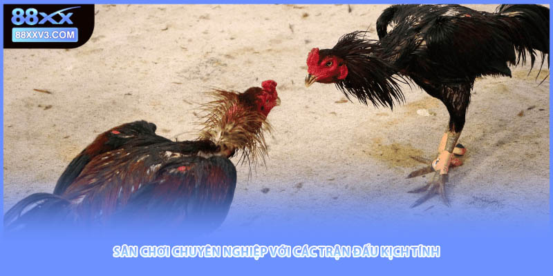 Sân chơi chuyên nghiệp với các trận đấu kịch tính